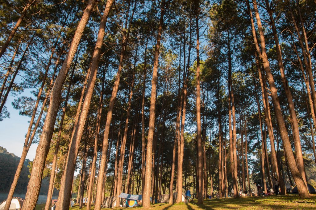 Camping im Kiefernwald bei Sonnenaufgang, Zelte zwischen hohen Bäumen aufgestellt