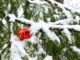 Ein leuchtend rotes, in glänzendes Papier eingewickeltes Geschenk liegt dekorativ auf einem Tannenzweig, der von Schnee bedeckt ist, und vermittelt eine winterliche, festliche Stimmung.