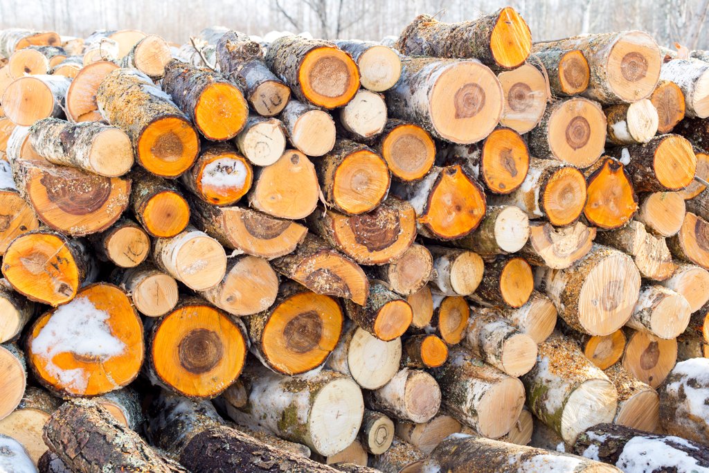 Frisch geschnittene Holzstämme mit einer orangenen Tönung, teilweise mit Schnee bedeckt, gestapelt in einer kalten Winterlandschaft.