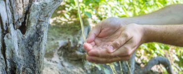 Hände schöpfen Wasser, das aus einem hölzernen Rohr in einer natürlichen, grünen Umgebung fließt.