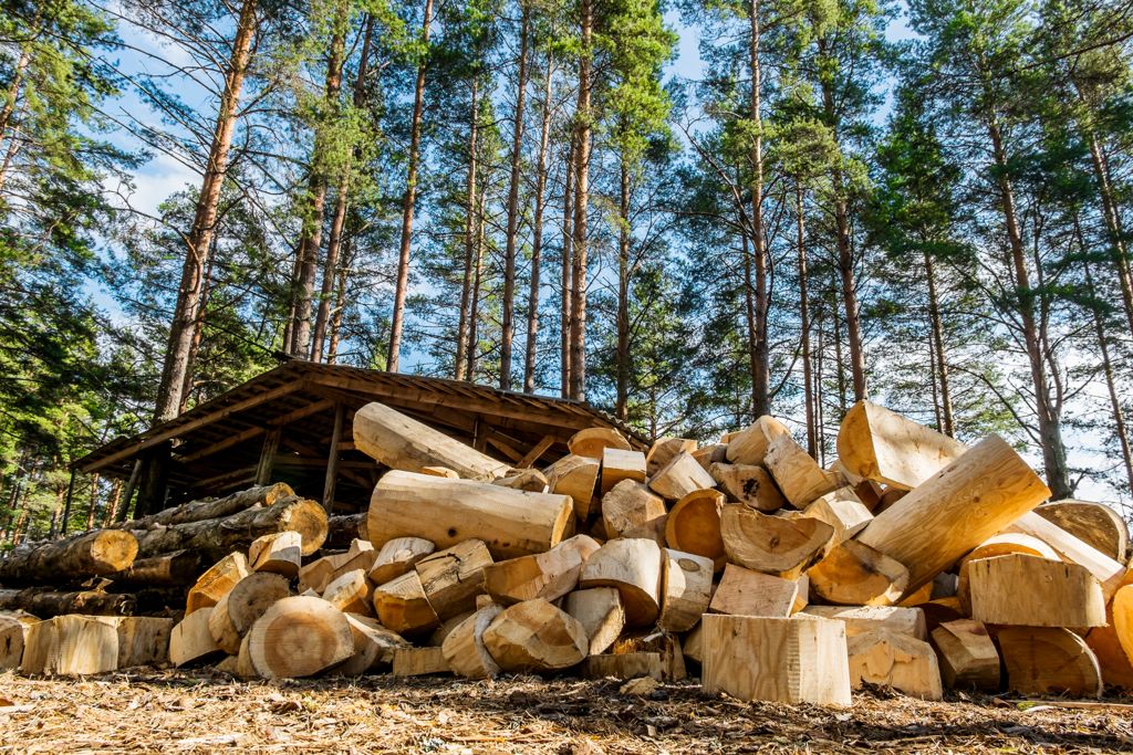 Frisch geschnittene Holzscheite in einem Wald vor einem rustikalen Holzunterstand. Die Umgebung zeigt hohe Kiefern und einen klaren Himmel.