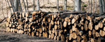 Gestapelte Holzscheite verschiedener Größen am Waldrand, mit kahlen Bäumen im Hintergrund. Die Umgebung vermittelt eine ruhige Herbst- oder Frühjahrsatmosphäre.