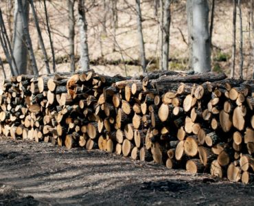 Gestapelte Holzscheite verschiedener Größen am Waldrand, mit kahlen Bäumen im Hintergrund. Die Umgebung vermittelt eine ruhige Herbst- oder Frühjahrsatmosphäre.