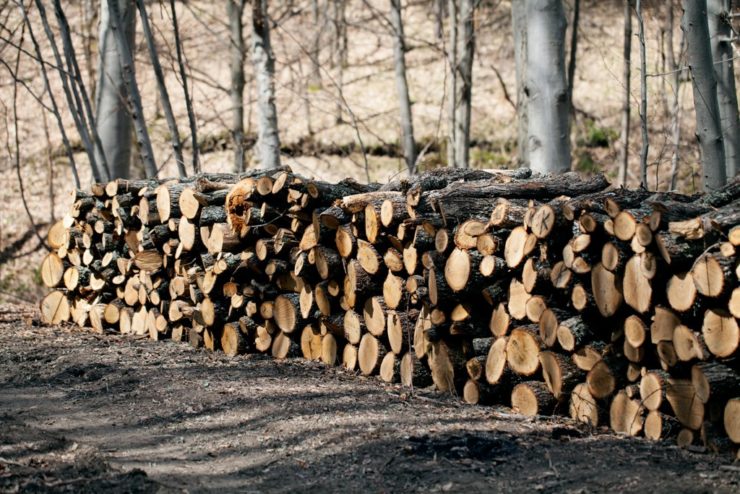 Gestapelte Holzscheite verschiedener Größen am Waldrand, mit kahlen Bäumen im Hintergrund. Die Umgebung vermittelt eine ruhige Herbst- oder Frühjahrsatmosphäre.