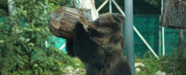 Ein Bär mit einem Holzobjekt, der die Notwendigkeit betont, ein Lager vor Wildtieren zu sichern.